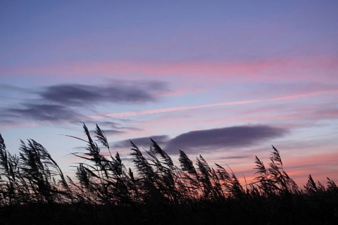 Common Reed
