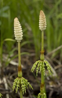 Wood horsetail