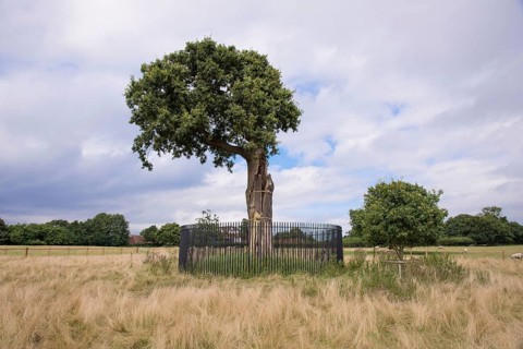 English oak