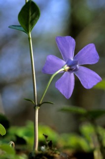Large-leaved periwinkle