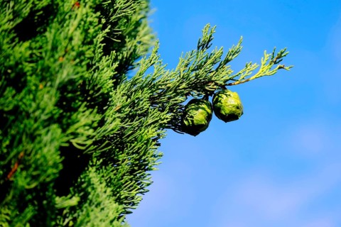 Mediterranean cypress