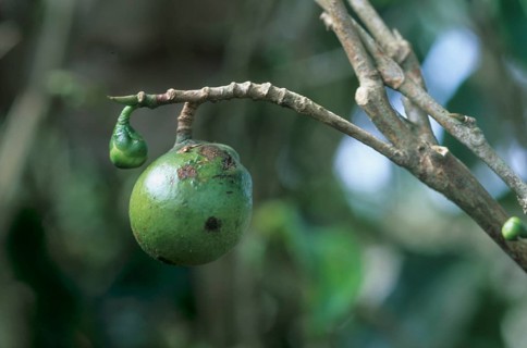 Tea fruit