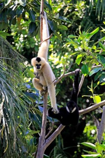 Northern white-cheeked gibbon