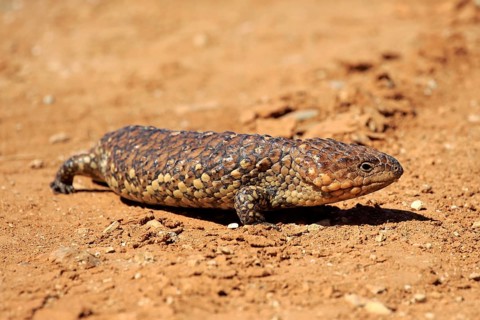 Tiliqua rugosa