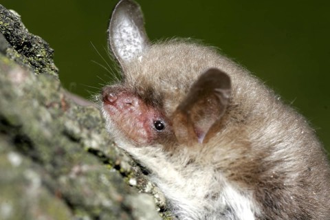Water bat