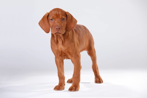 Shorthaired Hungarian Pointing Dog