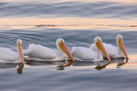 American White Pelican