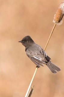 Black black phoebe