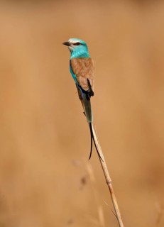 Abyssinian Roller