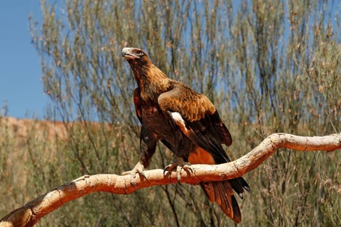 Wedge-tailed Eagle