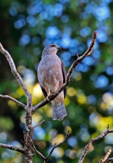 Ridgway's ridgway's hawk