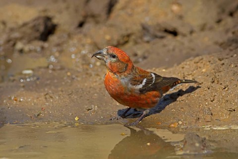 Two-barred crossbill
