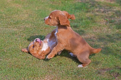 Domestic Dog