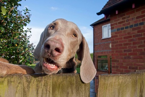 Domestic dog