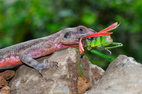 Settler Agama