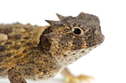 Desert Toad Lizard