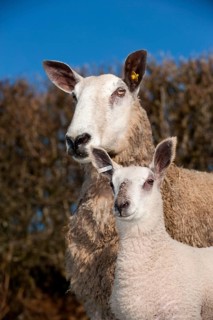 Domestic Sheep