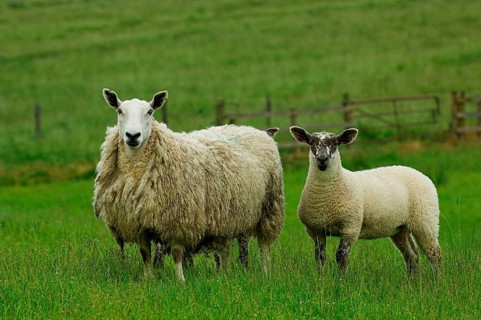 Domestic Sheep