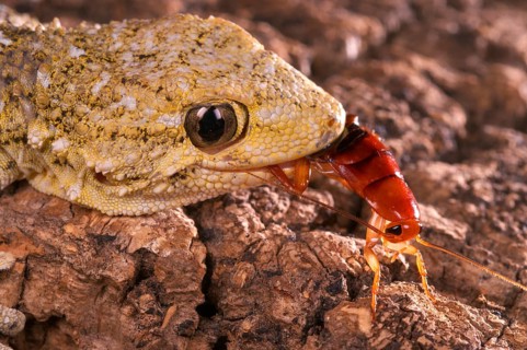 Adult Moorish common wall gecko