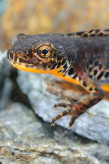 Alpine newt