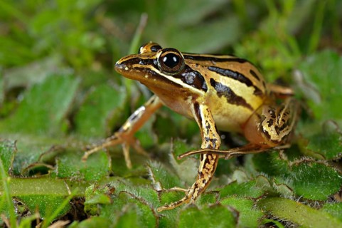 Bullfrog