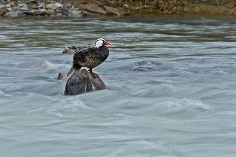 Torrent duck