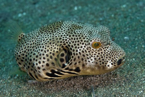 Star Pufferfish
