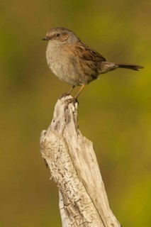 Dunnock