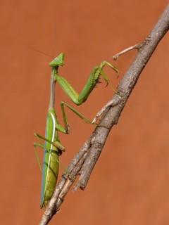 Animals