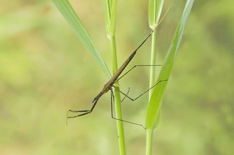 Stick bug