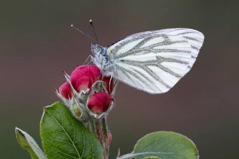 Artogeia