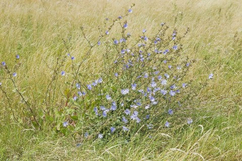Common chicory