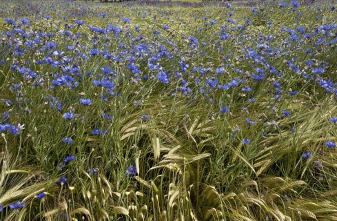 Cornflower