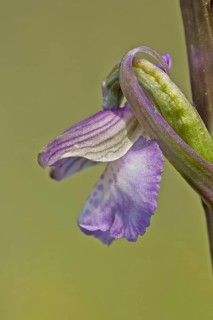 Green-winged orchid