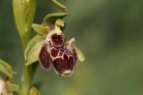 Attica orchid