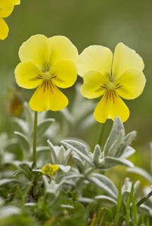 Eugenia's pansy