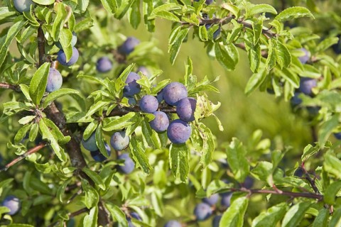 Blackthorn
