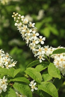 European bird cherry