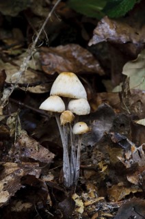 Clustered Toughshank