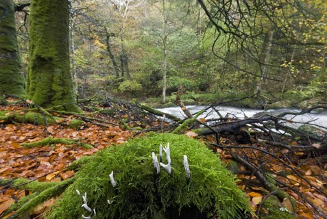 Candle-snuff Fungus