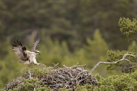 Osprey