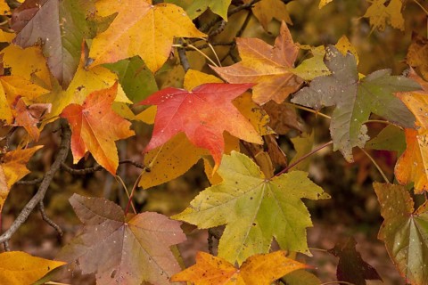 American Sweetgum