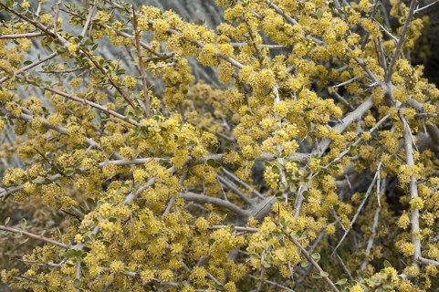 Pepper tree