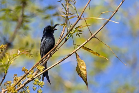 Crested drongo