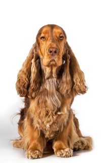 English Cocker Spaniel