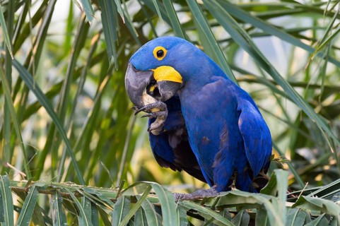 Hyacinth macaw