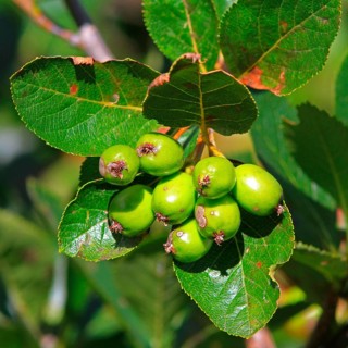 Dwarf mealberry
