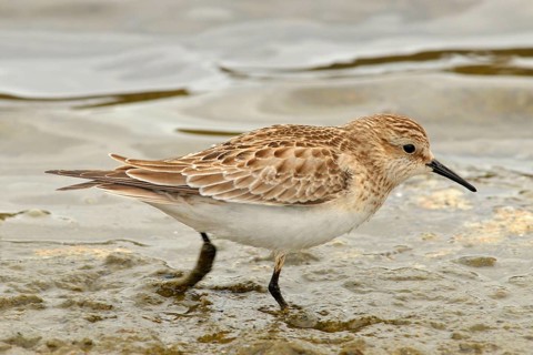 Least Sandpiper