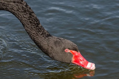 Mourning Swan
