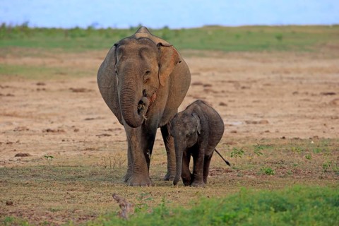 Asian sri lankan elephant